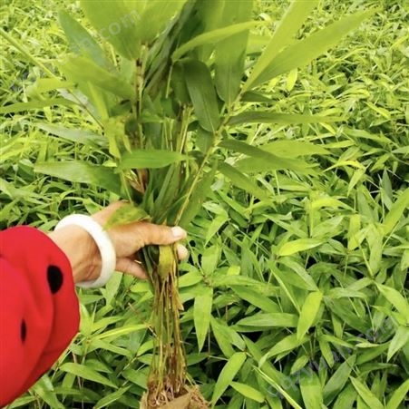 当年纯新佛肚竹种子 产地批发提供种植技术