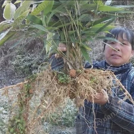 当年纯新佛肚竹种子 产地批发提供种植技术