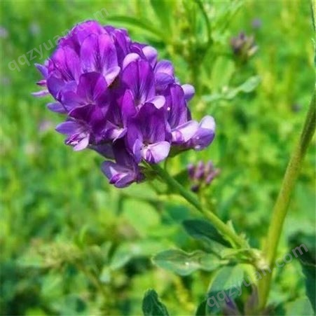 紫花苜蓿种子 北方露地耐寒越冬 多年生牧草深根草种根系发达