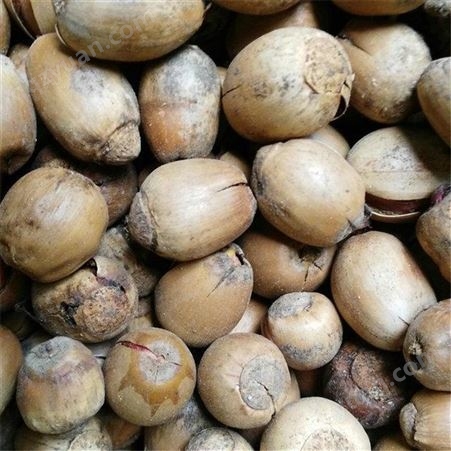 栓皮栎种子 颗颗饱满 园林绿化山栓皮栎 全国发货