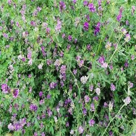 紫花苜蓿种子 北方露地耐寒越冬 多年生牧草深根草种根系发达