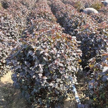 紫叶枫香果苗批发  全国发货